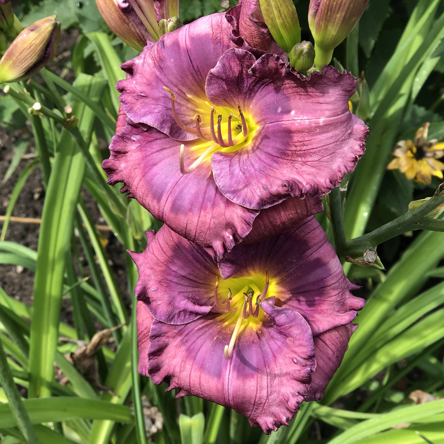 Ornamental blau hemerocallis flowering pflanze