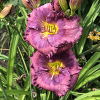 Ornamental blau hemerocallis flowering pflanze