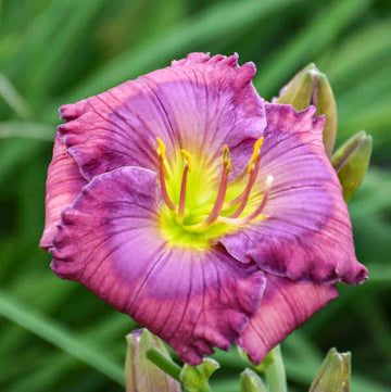 Blau hemerocallis blume anpflanzung samen