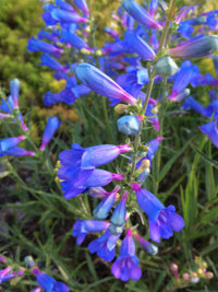 Non-gmo blau heterophyllus samen