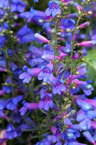Ornamental blau heterophyllus foliage