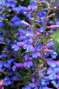 Ornamental blau heterophyllus foliage
