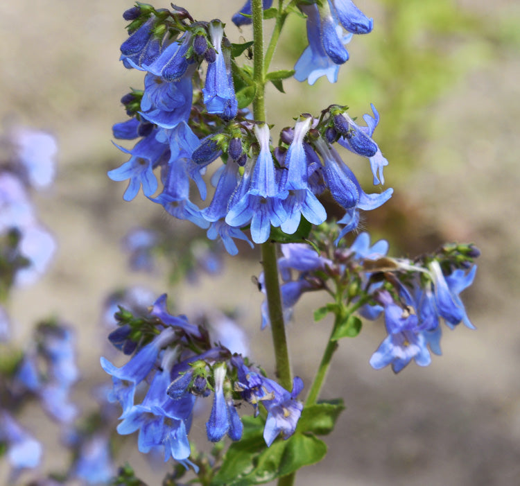 Blau heterophyllus anpflanzung samen for gardening