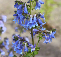 Blau heterophyllus anpflanzung samen for gardening