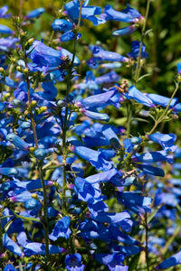Unique blau-toned foliage of heterophyllus pflanze