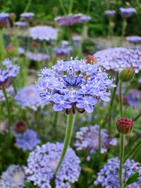 Blau lace blume used as border pflanze