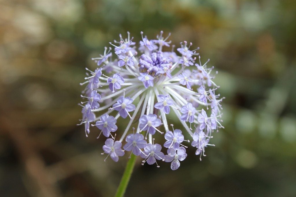 Blau lace blume blooming in garten