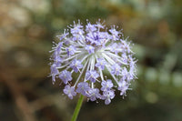 Blau lace blume blooming in garten
