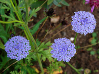 Non gmo blau lace blume samen