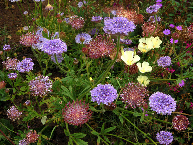 Ornamental blau lace blume pflanze