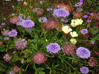 Ornamental blau lace blume pflanze