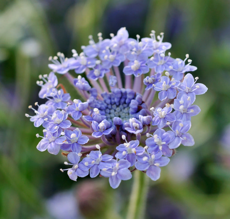Blau lace blume samen for anpflanzung