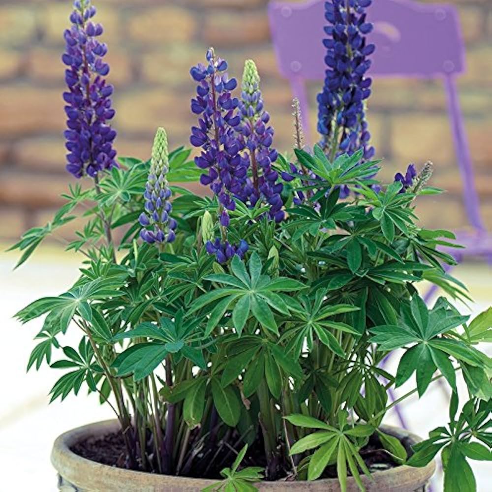 Blau lupine blumen blooming in garten