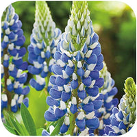 Non gmo blau lupine samen