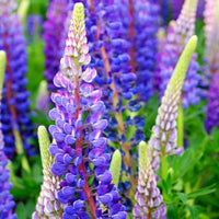 Ornamental blau lupine flowering pflanze