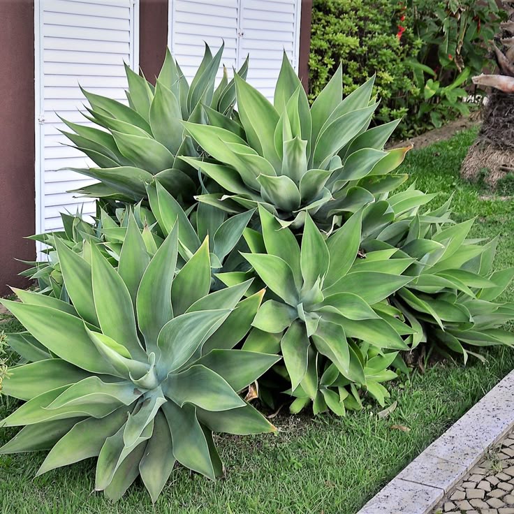 Blue Maguey Aloe indoor potted Pflanze
