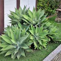 Blue Maguey Aloe indoor potted Pflanze