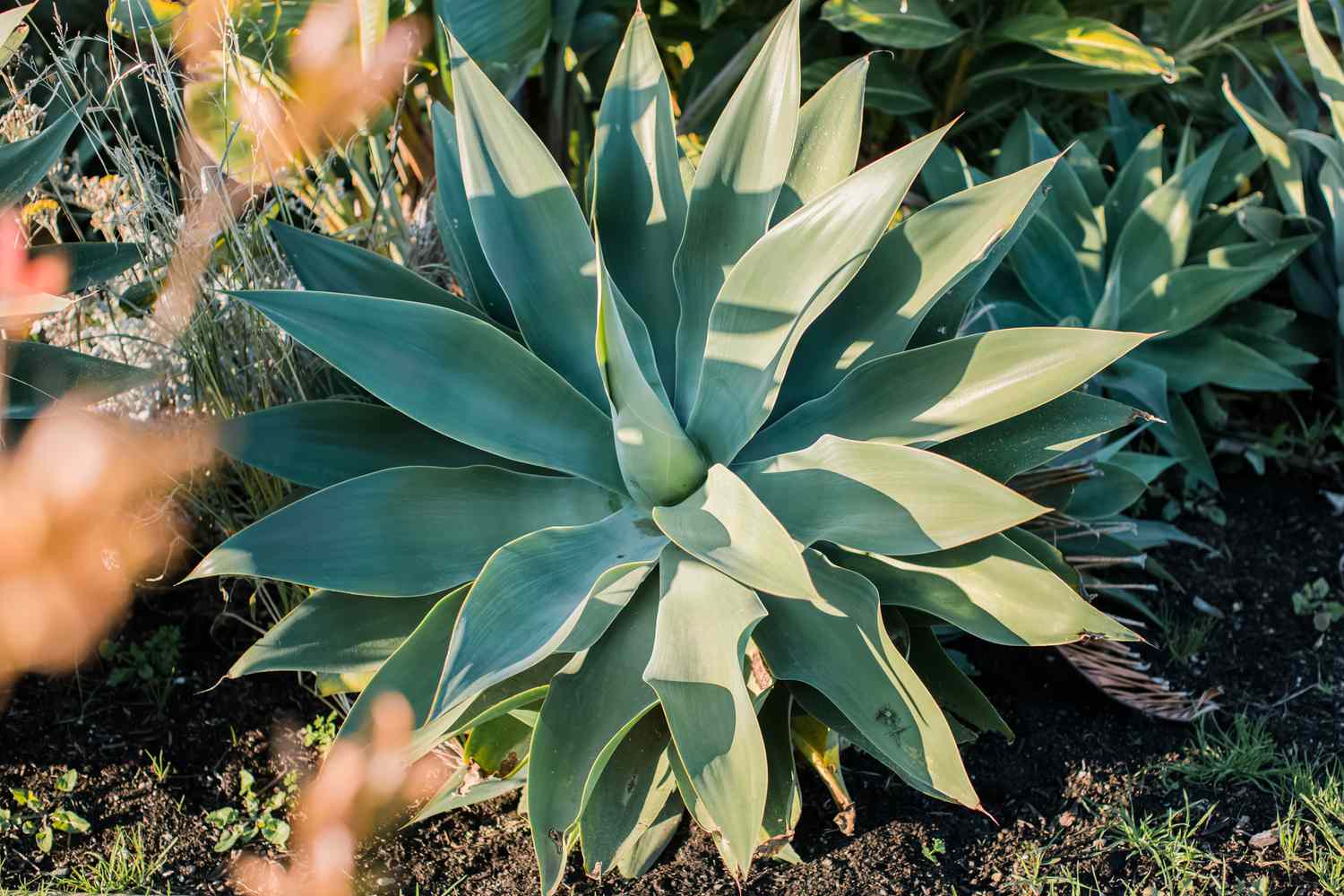 Non GMO Blue Maguey Aloe Samen
