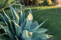 Ornamental Blue Maguey Aloe succulent Pflanze