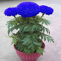 Blau maidenhair blume samen for anpflanzung