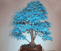 Blau metasequoia tree wachsend in garten