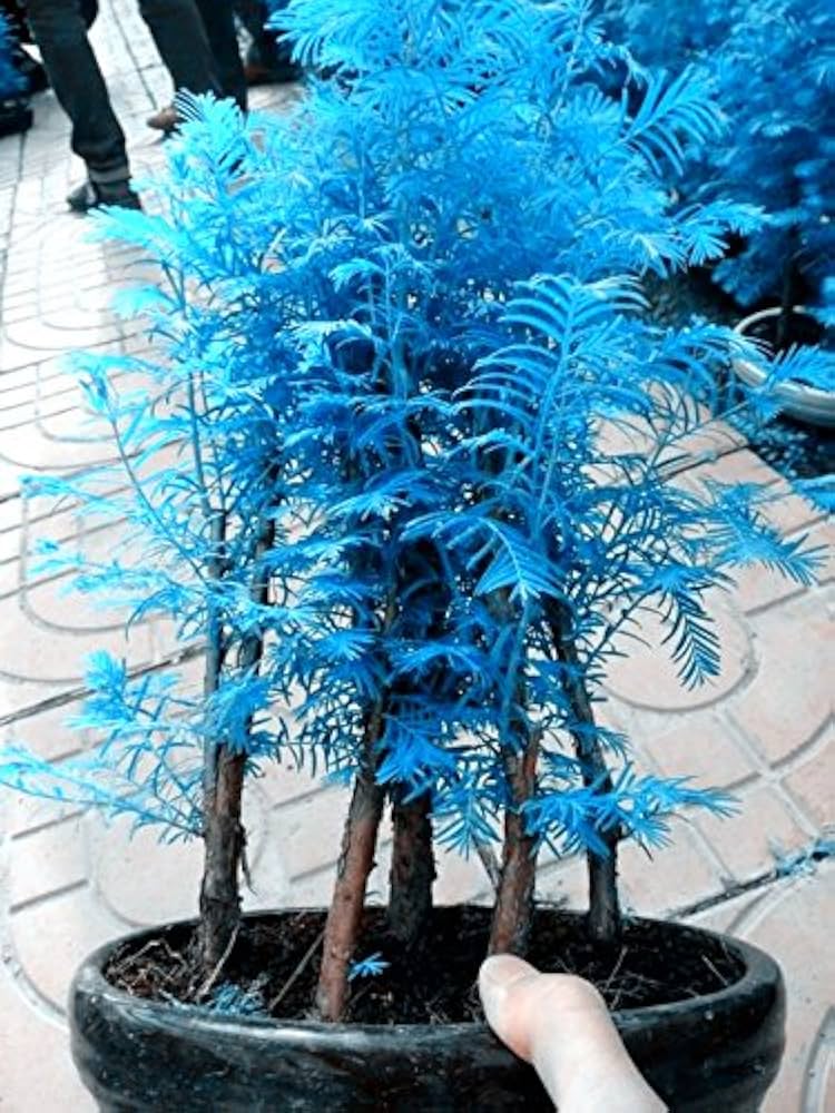 Non gmo blau metasequoia samen