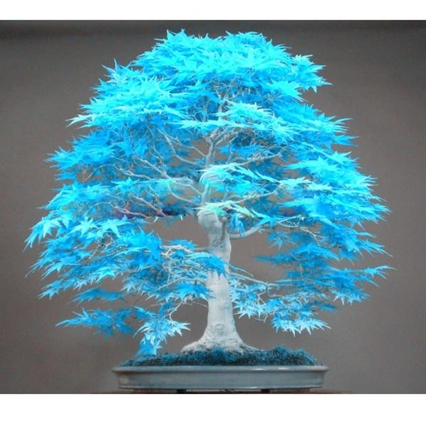 Blau metasequoia samen for easy anpflanzung