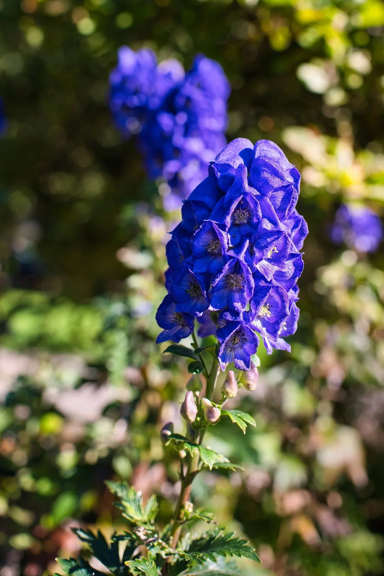 Ornamental blau monkshood samen for gardens