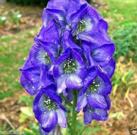Blau monkshood blume samen for anpflanzung