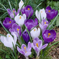 Blau Weiß Crocus Blumensamen zur Aussaat farbenfroh Schau Traditionssorte & ohne Gentechnik Samen Hausgarten