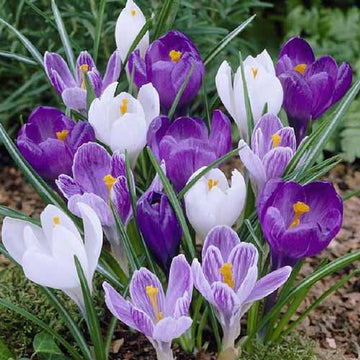 Blau Weiß Crocus Blumensamen zur Aussaat farbenfroh Schau Traditionssorte & ohne Gentechnik Samen Hausgarten