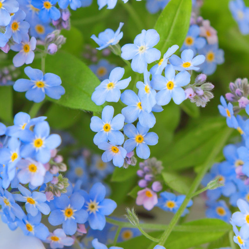 High germination blau myosotis samen