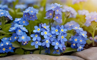 Blau myosotis in töpfen and containers