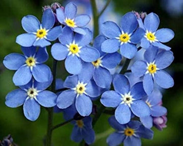 Blau myosotis blume samen for anpflanzung