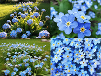Blau myosotis in woodland garten anpflanzung