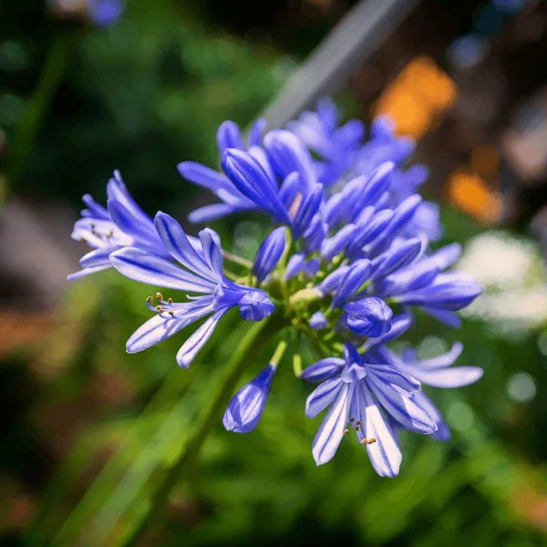 Ornamental blau nile agapanthus flowering pflanze