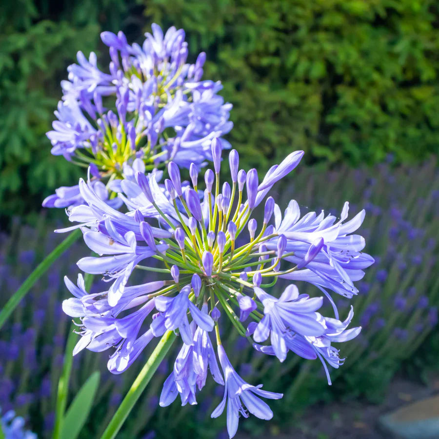 Blau nile agapanthus in patio containers