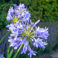 Blau nile agapanthus in patio containers