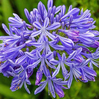 Blau nile agapanthus samen for anpflanzung