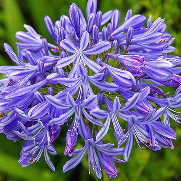 Blau nile agapanthus samen for anpflanzung