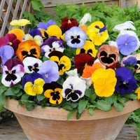 Non gmo blau pansy jump up samen