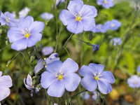 Non gmo blau perennial blume samen