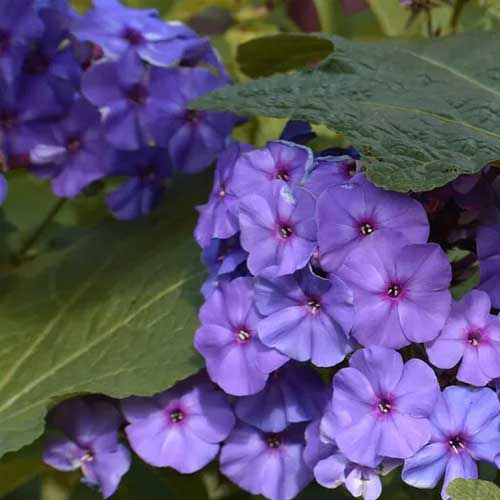 Ornamental blau perennial samen for gardens