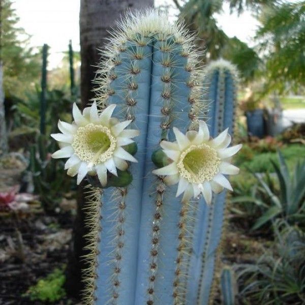 Non GMO Blue Pilosocereus Pachycladus Samen