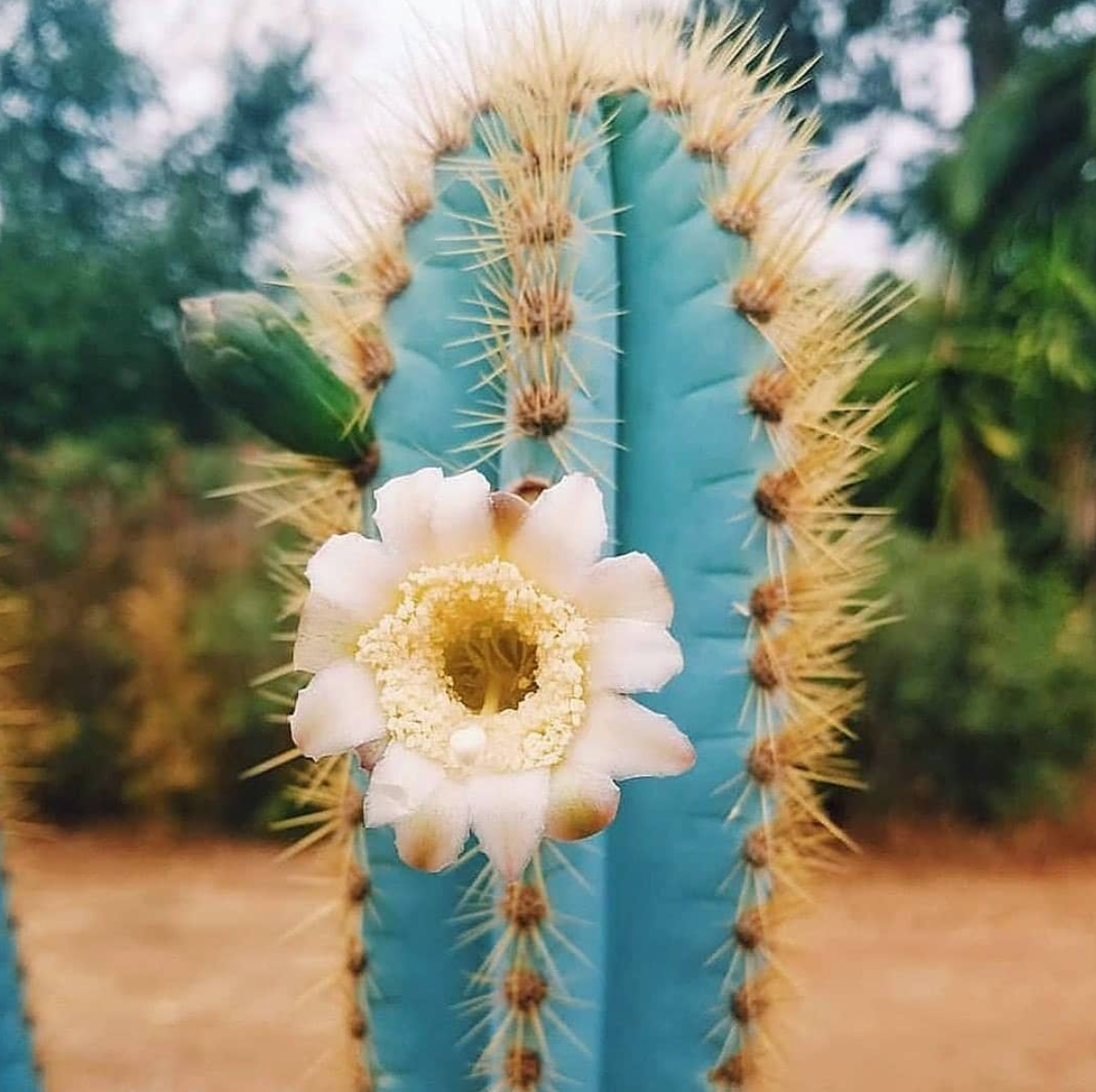 Ornamental blau pilosocereus pachycladus cactus