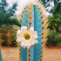 Ornamental blau pilosocereus pachycladus cactus