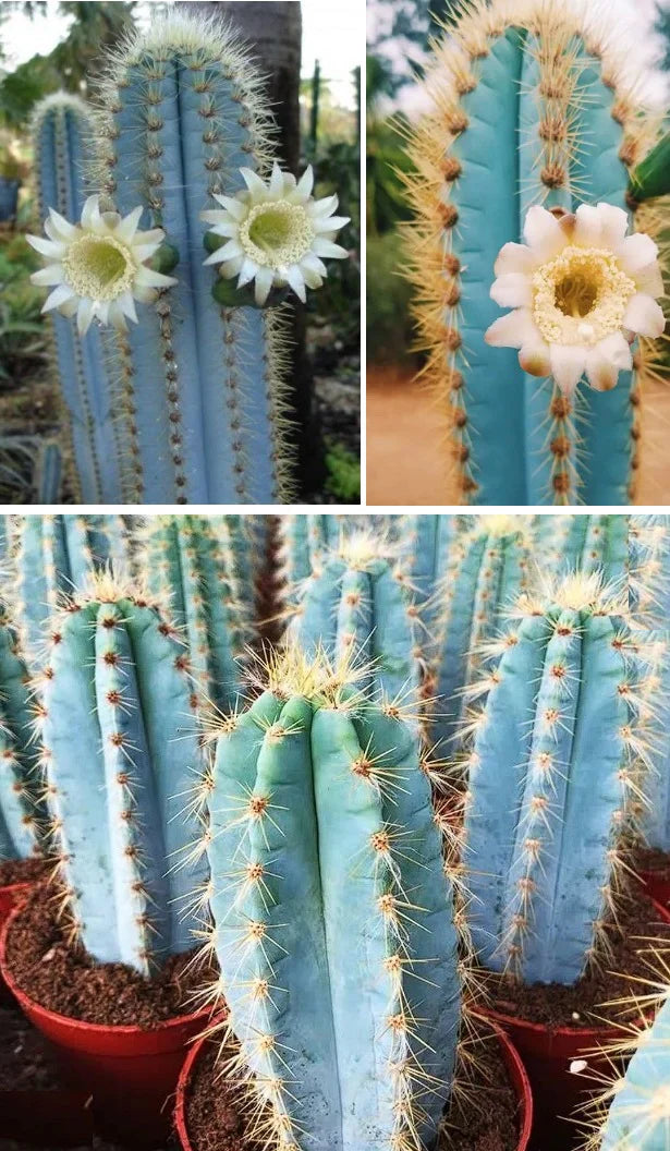 Blue Pilosocereus Pachycladus Aussaat Samen