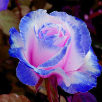 Blau rosa remorse rose for cut blume arrangements