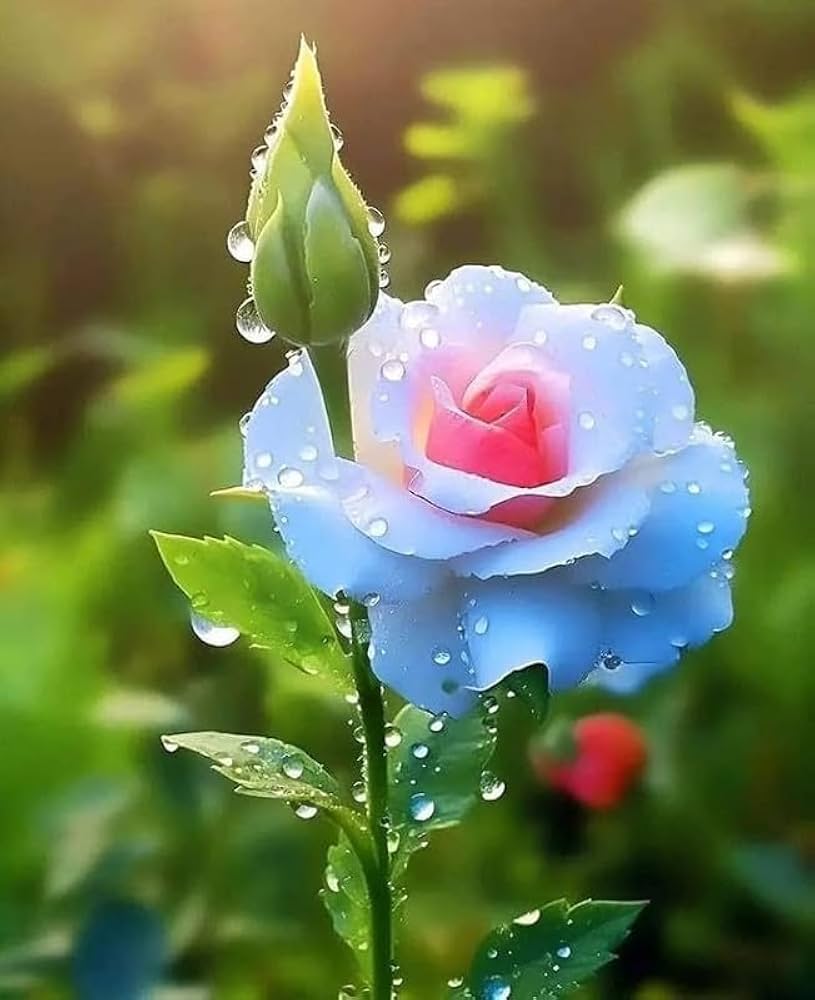 Non gmo blau rosa remorse rose blume samen