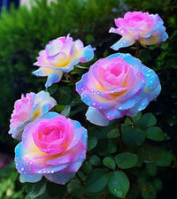 Ornamental blau rosa remorse rose for gardens